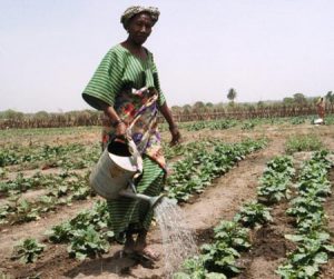 watering agriculture sub-saharan africa 