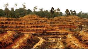 Palm oil deforestation